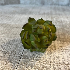 Sprig - Succulent